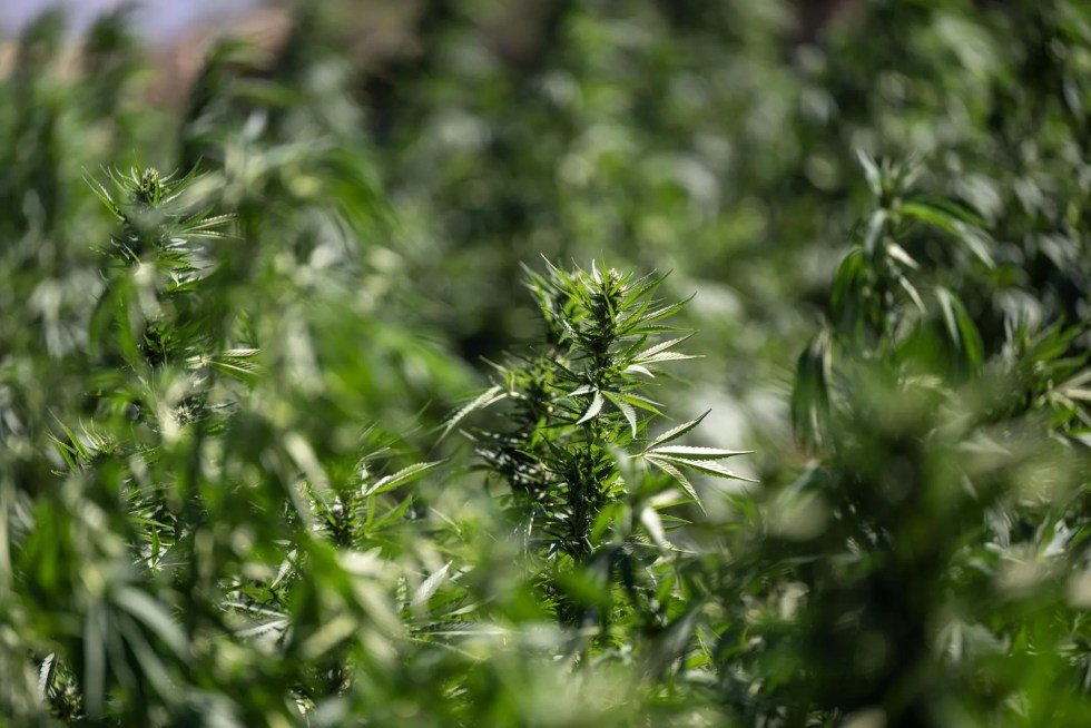Las enfermedades mentales, el alcohol y las drogas reducen la producción de nuevas neuronas en