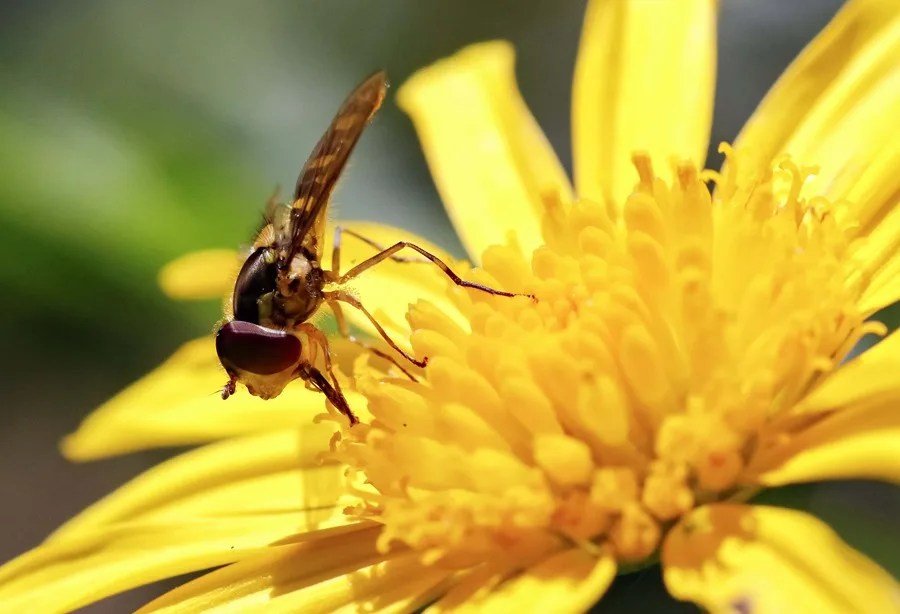 Una especie de adelfa emula el aroma de hormigas lesionadas para atraer moscas polinizadoras