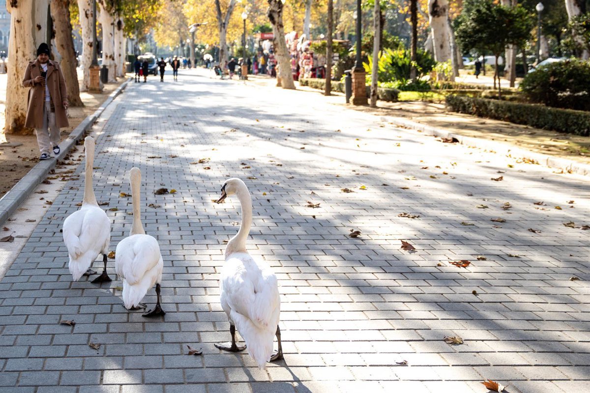 Cuatro aves muertas halladas en el parque de María Luisa de Sevilla llevan al precinto del estanque