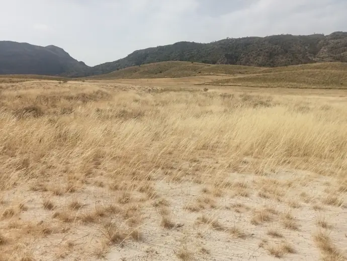 Medio Ambiente rehabilitará 7,45 hectáreas en los montes de Calasparra para mejorar su ecosistema