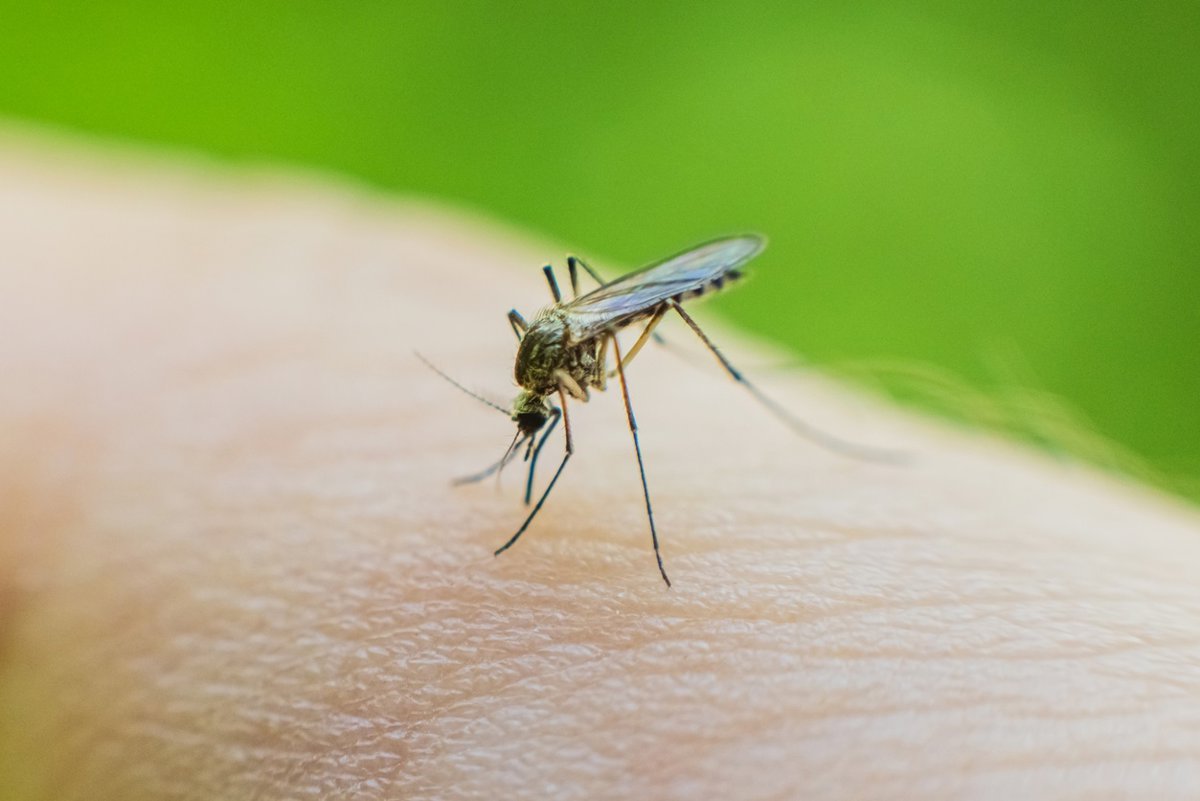 El virus del Nilo causa 18 casos y 2 muertes en España desde enero, mucho menos que en 2024