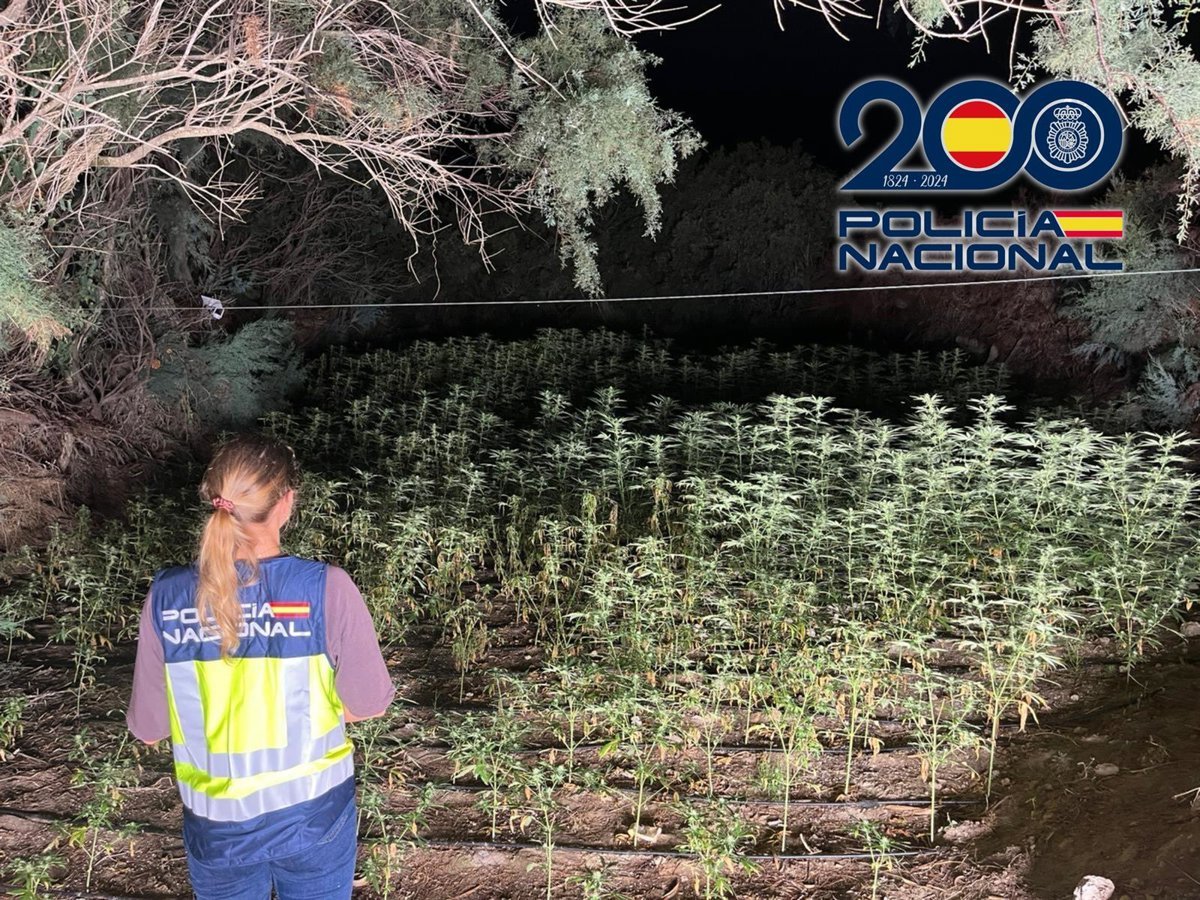 Desarticulan un gran cultivo de marihuana en una zona inaccesible de El Ejido, Almería