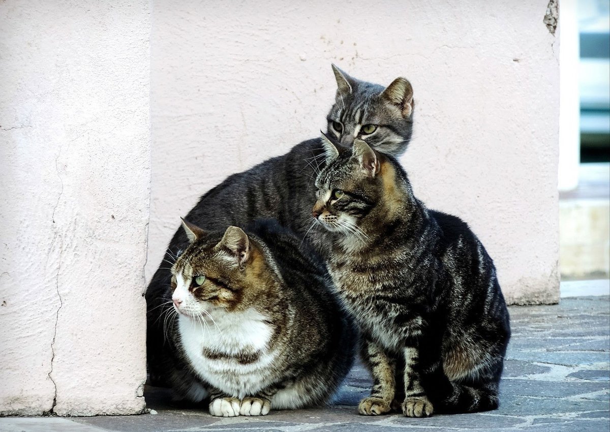 Alertan sobre la posible práctica de eutanasias ilegales en un refugio para gatos en Mallorca