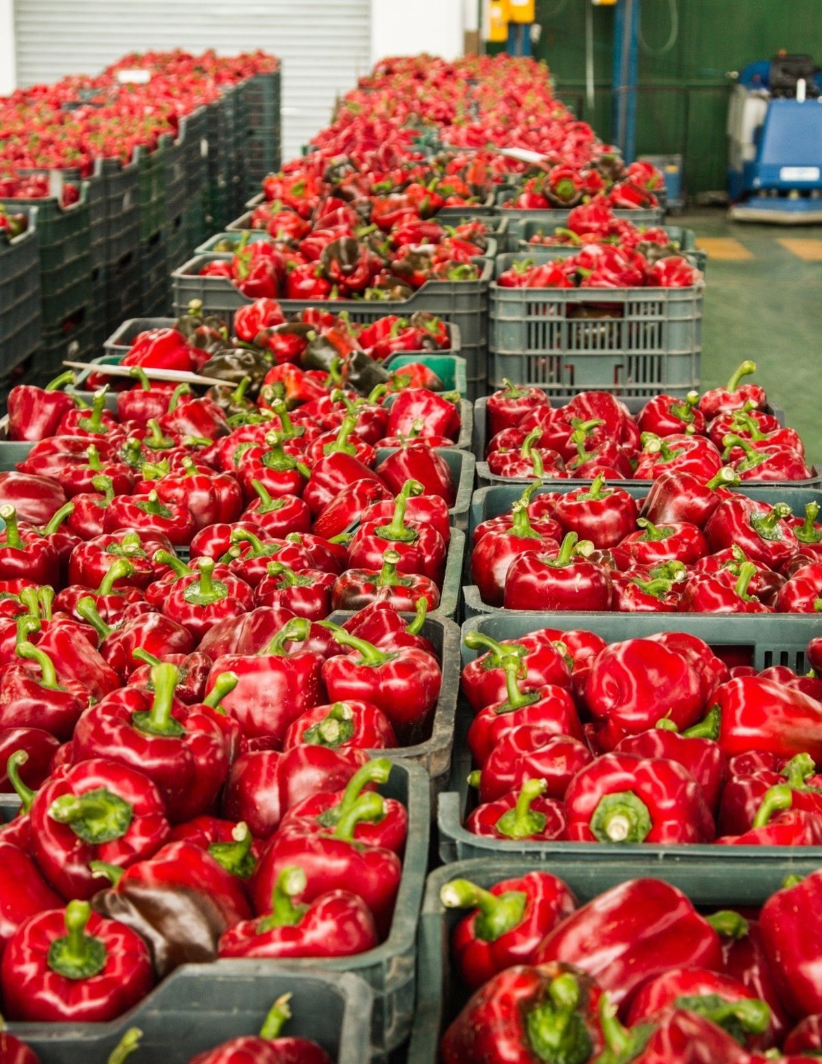 Empleados de Agrupaejido se manifiestan en El Ejido por un ERTE que afecta al 95% de la plantilla