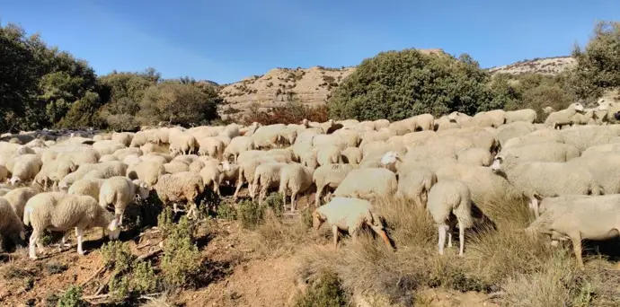 Agricultura detecta un brote de Lengua Azul en una granja de ovejas en Teruel