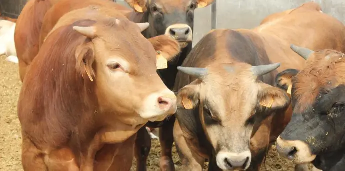 Agricultura descarta un nuevo caso sospechoso de dermatosis nodular contagiosa en Camporrells