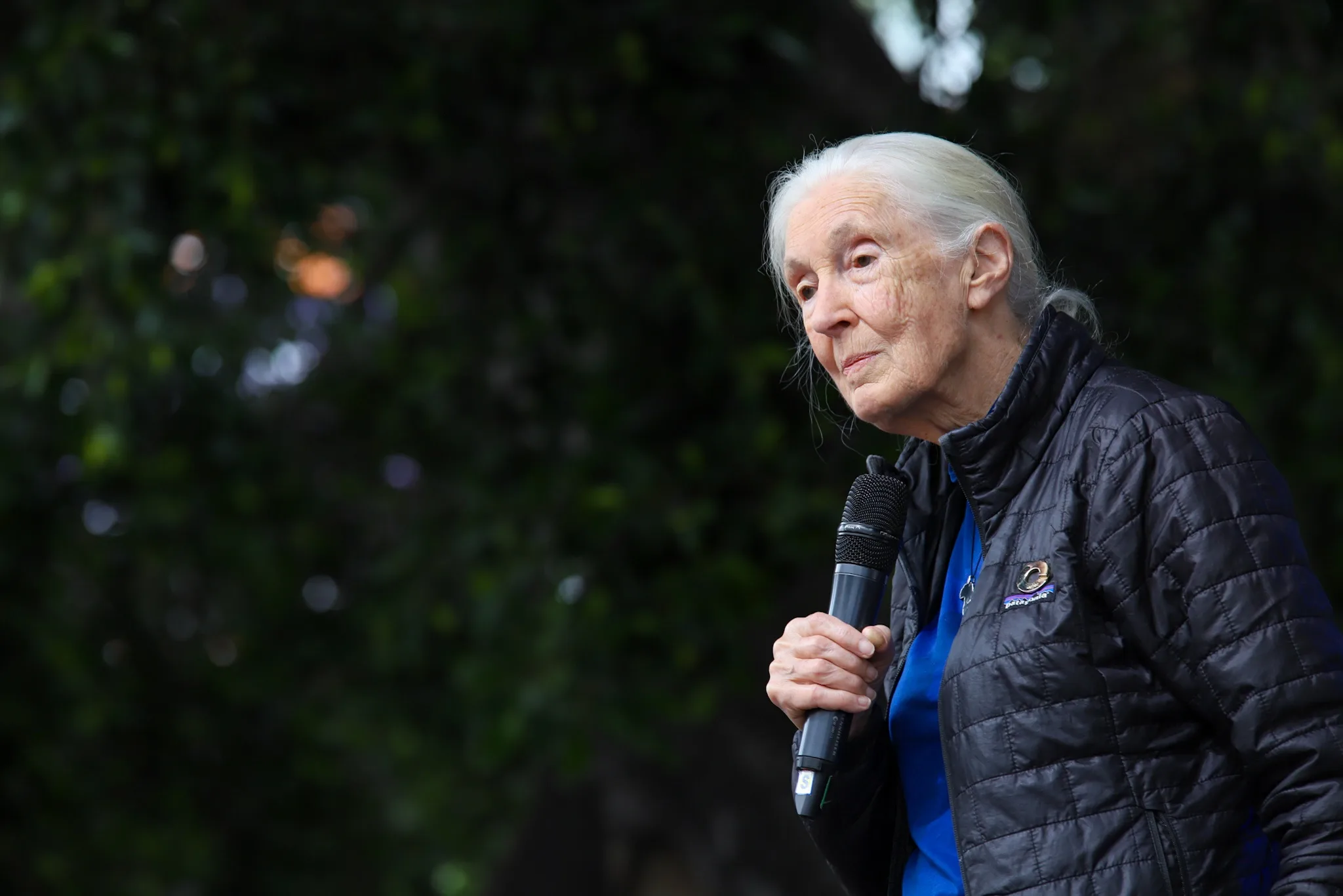 Fallece a los 91 años Jane Goodall, especialista en chimpancés. ¿Se podrá extender la vida a