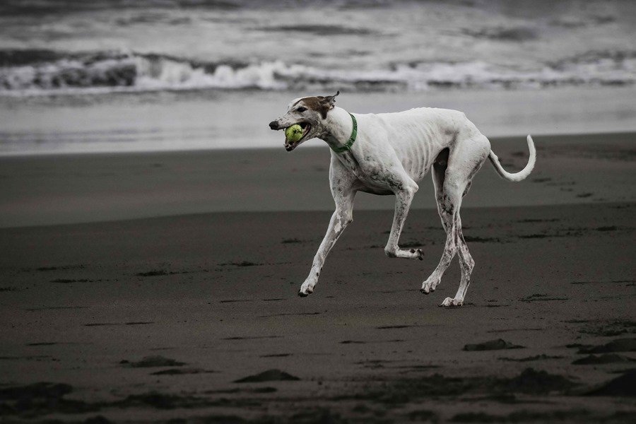 El apego de los perros a sus juguetes se asemeja al de los humanos con los videojuegos, según un