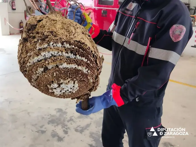 Los bomberos de la DPZ desmantelan un nido de avispa asiática en un parque de Borja