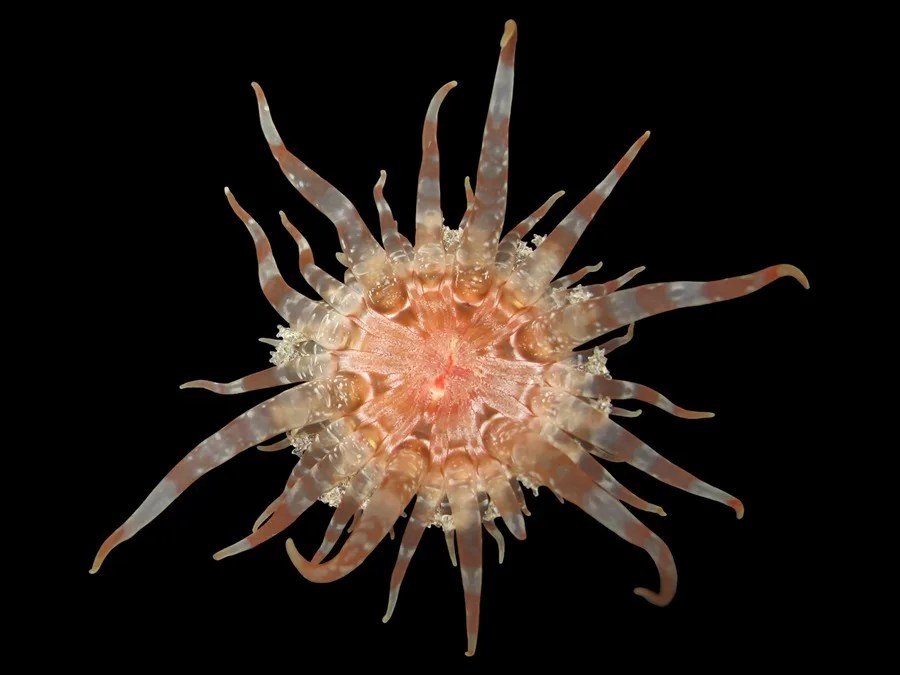Científicos del Museo Americano de Historia Natural hallan 70 nuevas especies en 2025 con apoyo