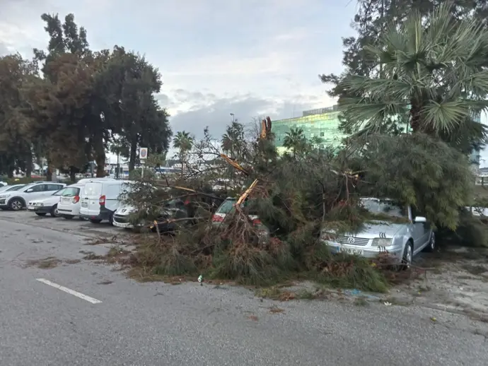 Un tornado en Mijas provoca daños en el alumbrado navideño, arranca árboles y desplaza barcos
