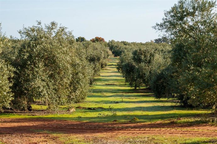 El campo andaluz enfrenta 2025 con incertidumbres sobre la PAC, escasez de mano de obra y problemas El campo andaluz enfrenta 2025 con incertidumbres sobre la PAC, escasez de mano de obra y problemas