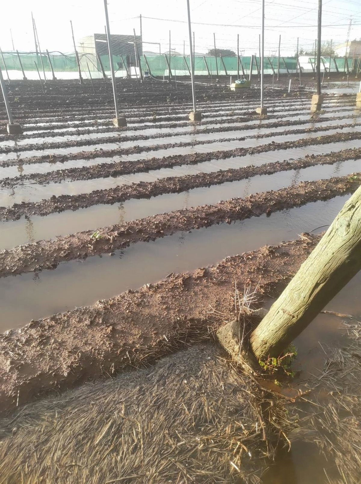 Agricultores de la costa noroeste de Cádiz piden una solución a los daños por inundaciones en