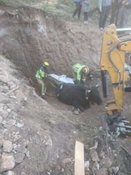 Bomberos salvan a una vaca atrapada en un canal subterráneo en Olba, Teruel