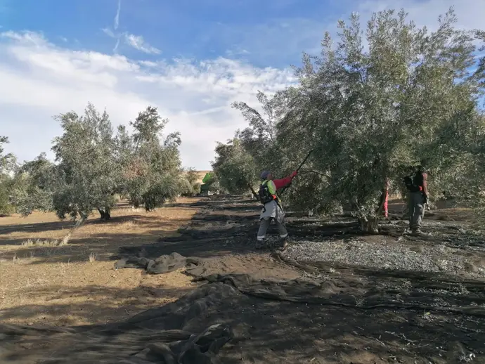 La lluvia afecta el final de la campaña de aceituna en Jaén, con dos tercios ya recolectados