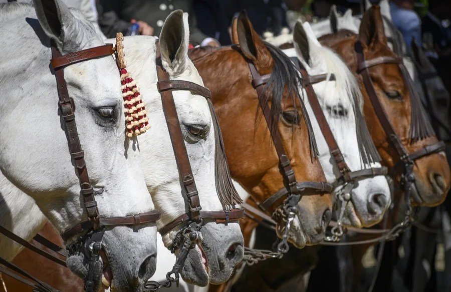 Revelan el misterio del relincho de los caballos: silban mientras ‘cantan’. Se esperan más