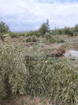 Porcuna solicitará la declaración de zona catastrófica por los daños de un tornado en olivares