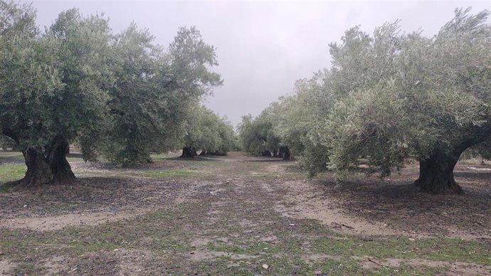 COAG estima que más de 50.000 toneladas de aceite se han perdido en Jaén por las frecuentes