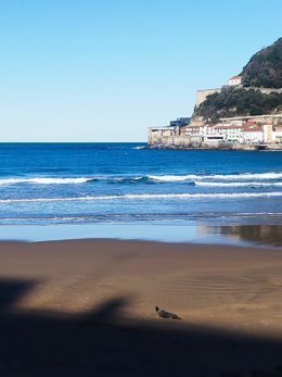 Una joven foca descansa en la playa de La Concha de San Sebasti&aacute;n.