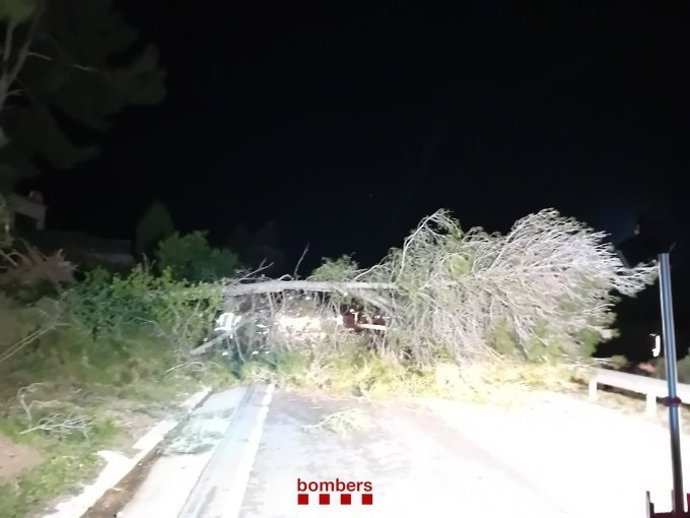 &Aacute;rbol ca&iacute;do en Gelida (Barcelona)
