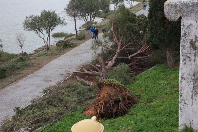 Fallece un hombre de 92 años tras ser alcanzado por un árbol en Palenciana, Córdoba