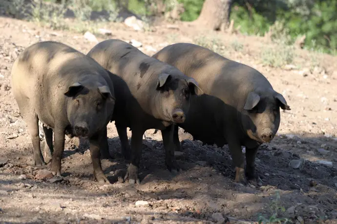 Ganaderos de Huelva expresan su preocupación por las millonarias pérdidas debido a las borrascas