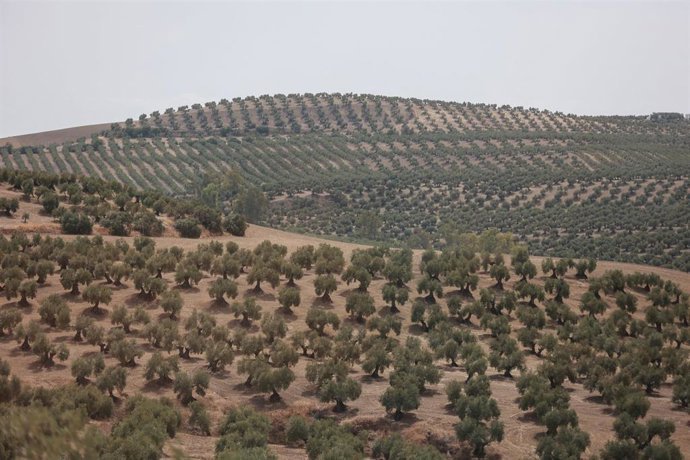 Castillo de Canena será el primer olivar en España en confiar a Jaén el control biológico de Castillo de Canena será el primer olivar en España en confiar a Jaén el control biológico de