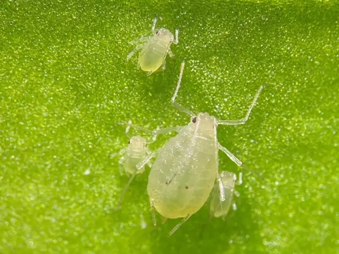 La plaga del pulgón en Almería afecta cerca de 2.000 hectáreas, obligando a desbrozar 250 más La plaga del pulgón en Almería afecta cerca de 2.000 hectáreas, obligando a desbrozar 250 más