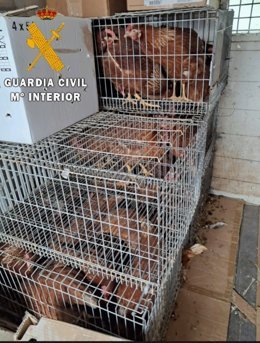 Gallinas localizadas en el interior del veh&iacute;culo de la persona denunciada.