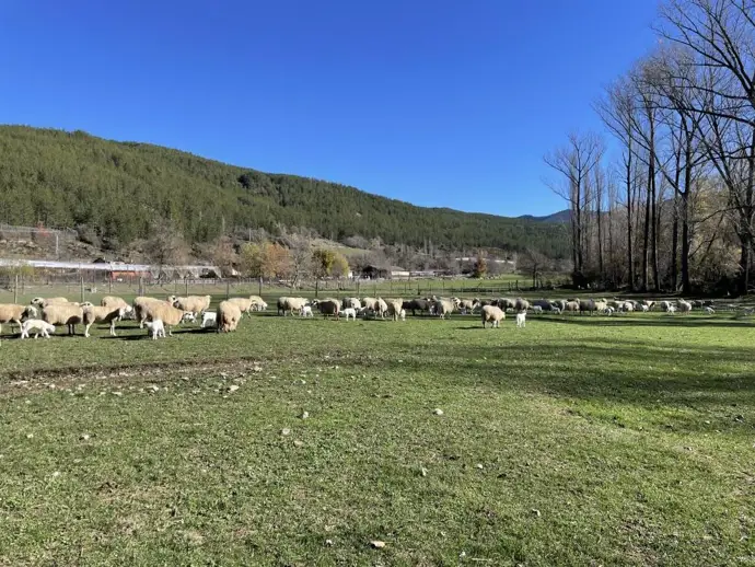 El CITA realiza un curso en Arens de Lledó para fomentar la valorización de la lana entre