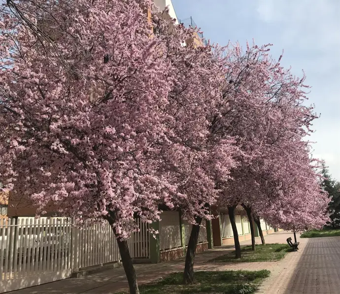 Aragón se despide de un invierno cálido y húmedo, y se anticipa una primavera inusualmente