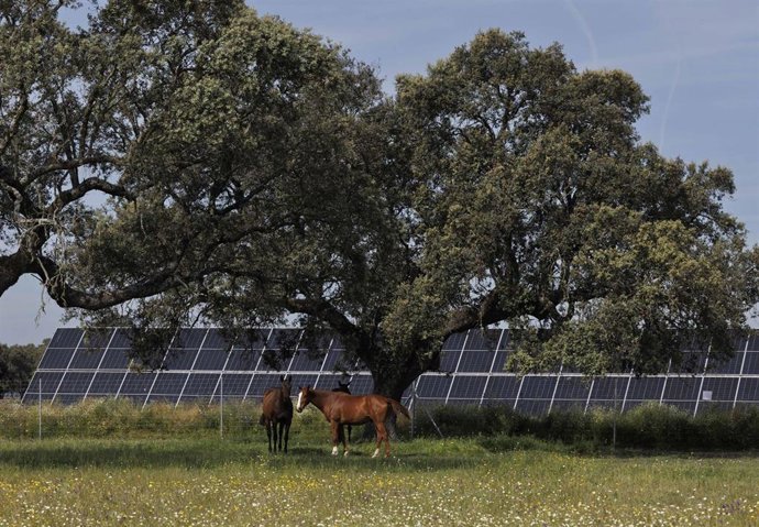 Archivo - Planta solar de Talayuela II de Statkraft, en Talayuela (C&aacute;ceres).