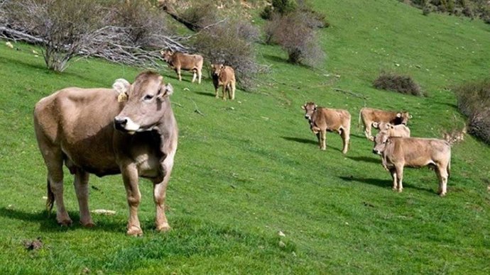 Archivo - Unas vacas pasturan en el campo