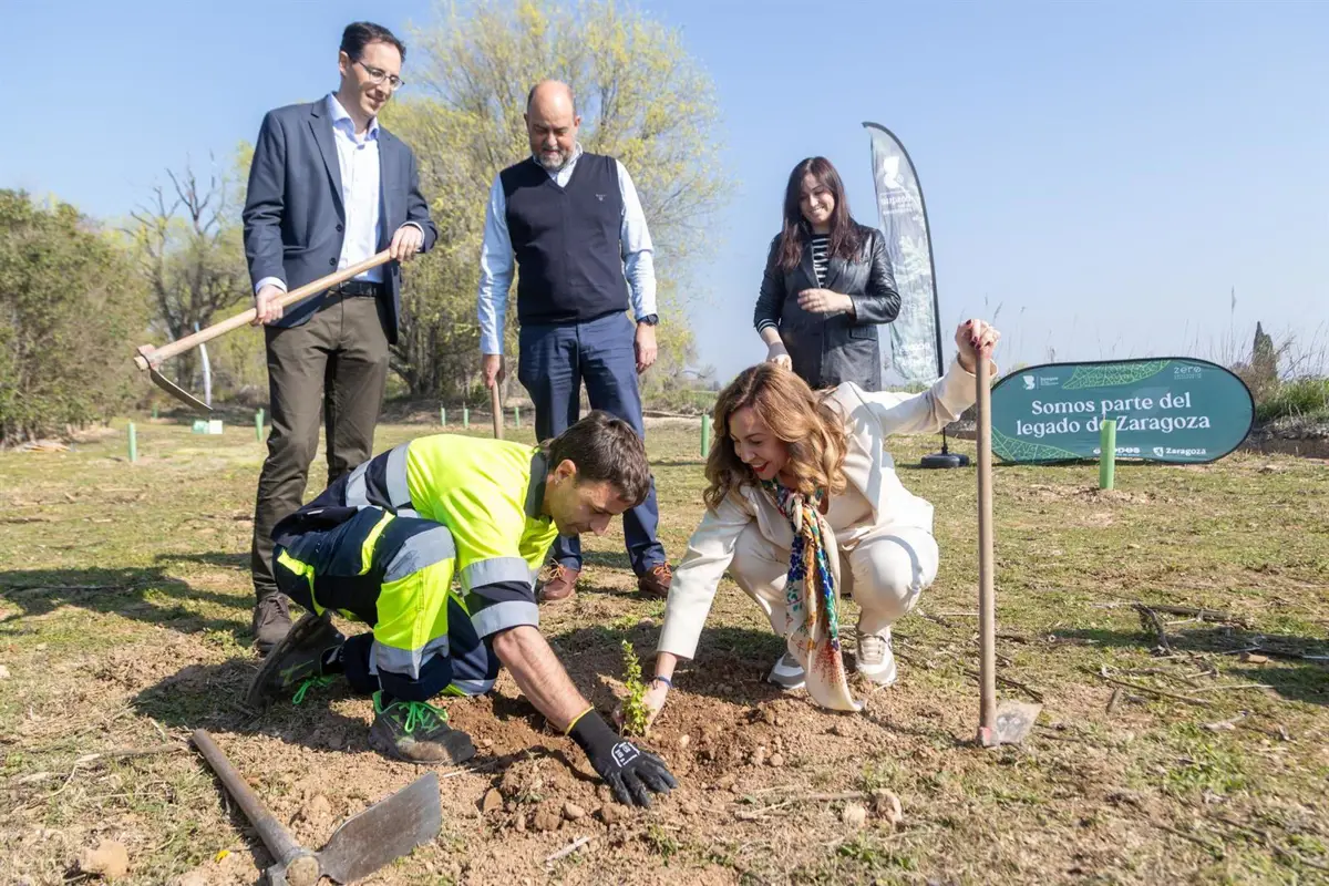El Bosque de los Zaragozanos comienza a plantar en terrenos cedidos por la CHE en el Canal Imperial
