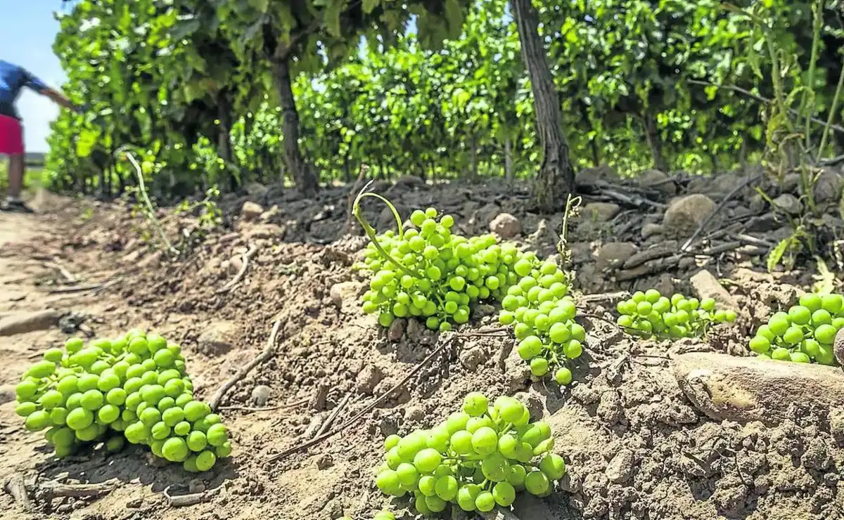 Las ayudas para la cosecha en verde favorecerán a viticultores profesionales y a los que acepten