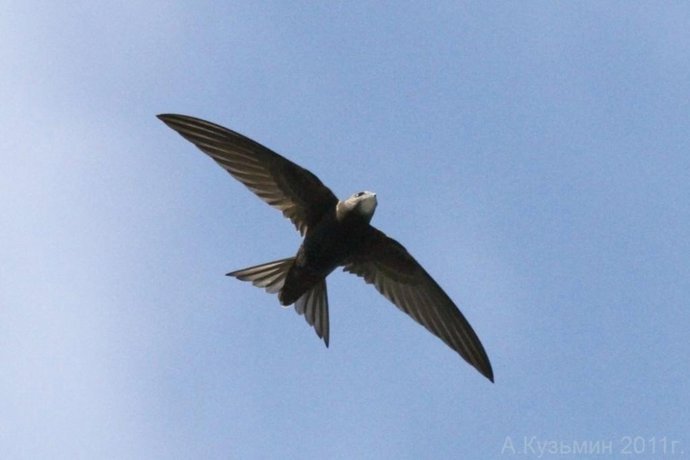 Archivo - Vencejo com&uacute;n