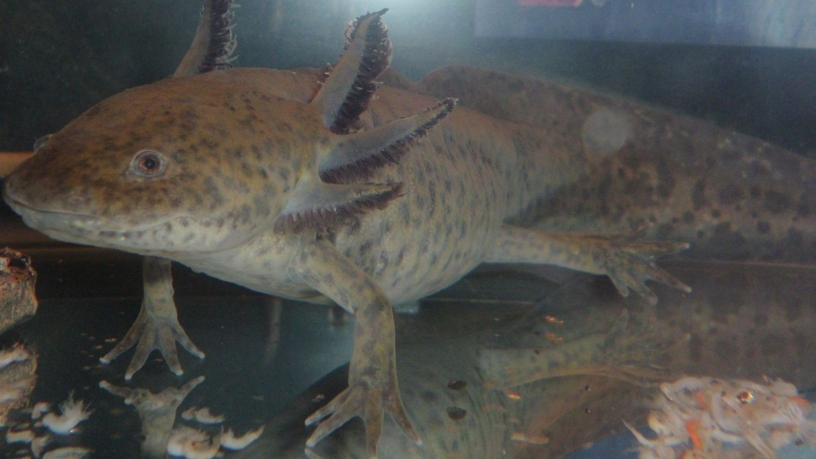 Ajolote mexicano hallado en Gales por una niña de 10 años sorprende a la comunidad científica