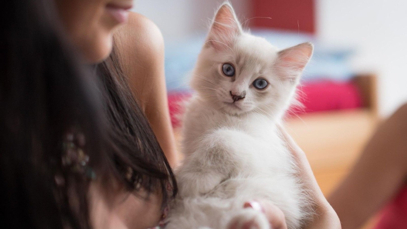Los ronroneos de los gatos ayudan a reducir el estrés y mejorar el estado de ánimo de las personas