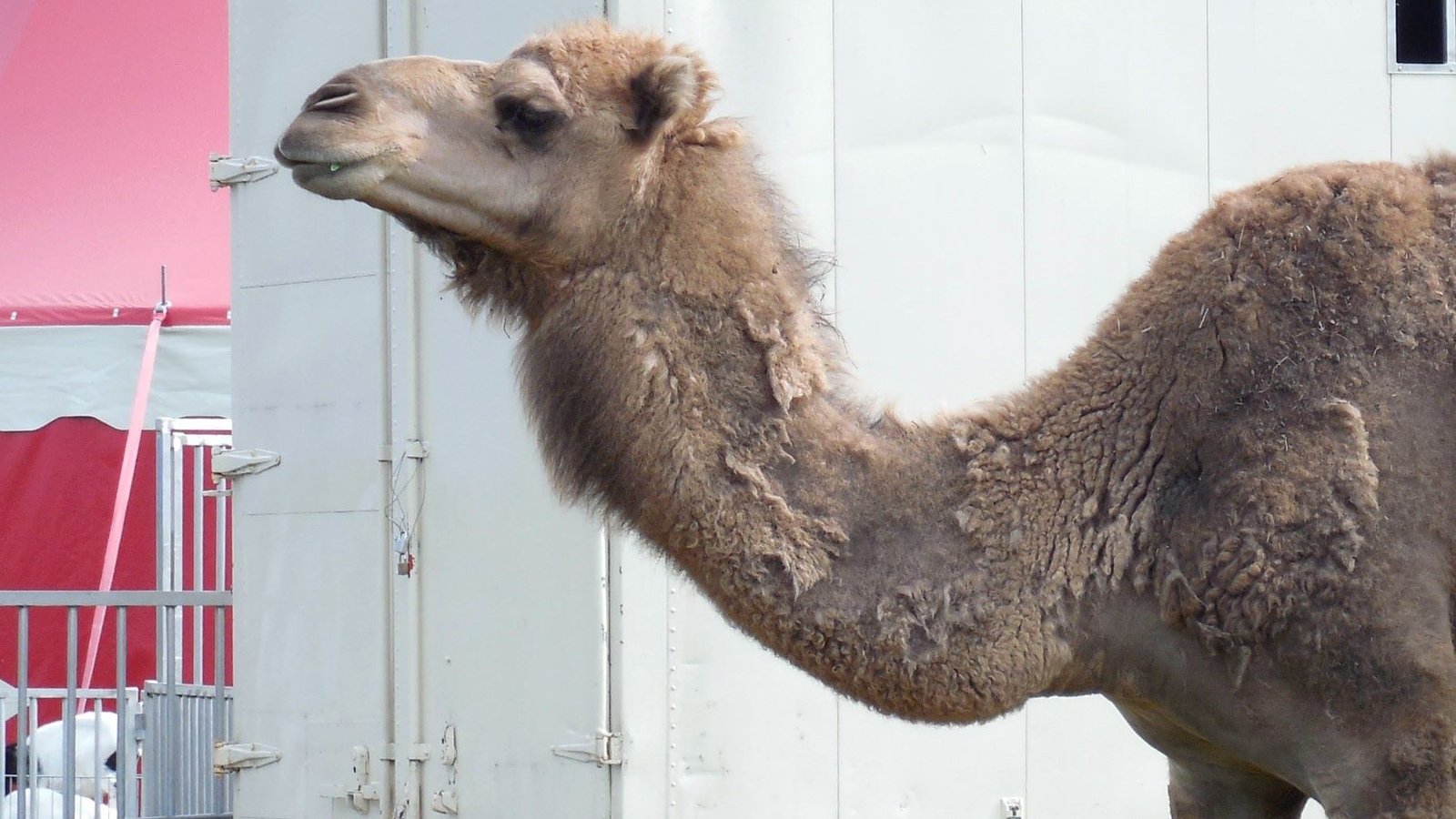 Maltrato a un dromedario en circo de Valencia durante un espectáculo navideño, denuncian