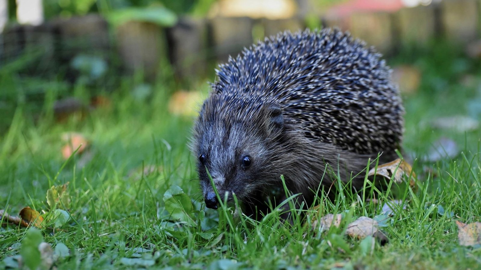 Alemania solicita la prohibición de cortacéspedes automáticos nocturnos por muertes de erizos y
