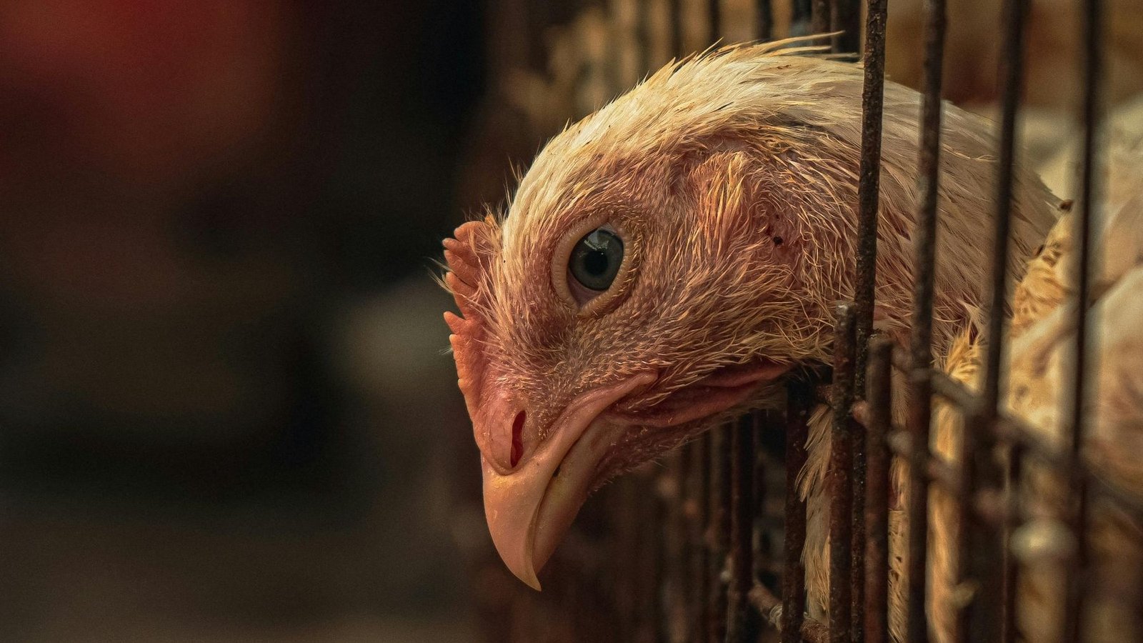 Controversia por la macrogranja de gallinas en Cuenca: preocupaciones sobre agua, salud y bienestar
