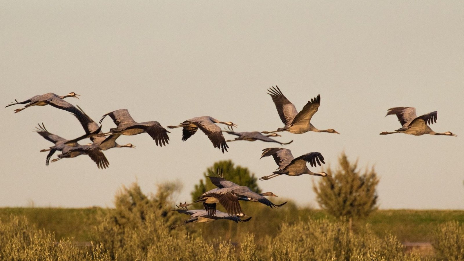 Modificación de espacios protegidos en Extremadura llega a Bruselas para la Red Natura 2000