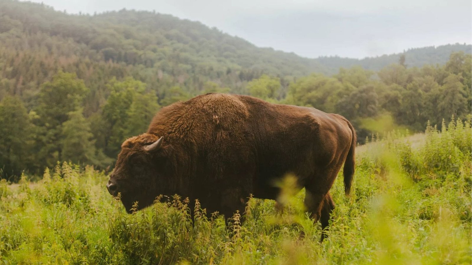 Reintroducen bisontes europeos en Rumanía y aumentan un 30% la vegetación en su hábitat natural