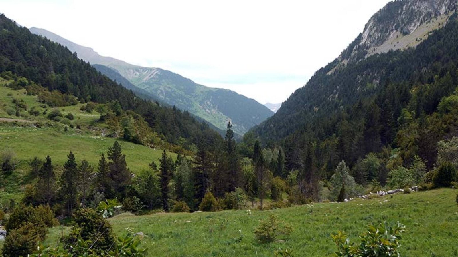 Los abetales en los Pirineos muestran un grave deterioro con un tercio de sus árboles muertos