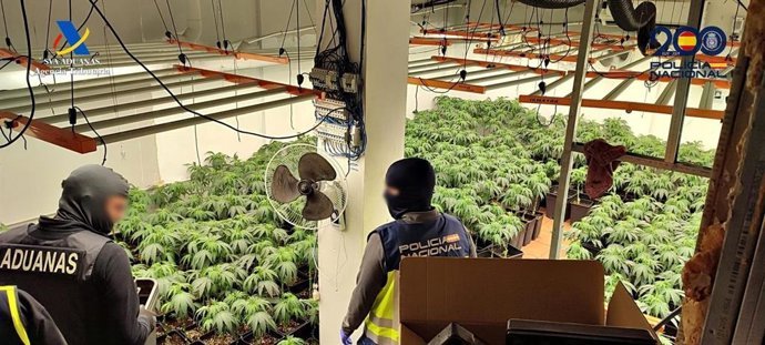 Desmantelan un cultivo en Dos Hermanas (Sevilla) y detienen a una persona con 2.000 plantas de Desmantelan un cultivo en Dos Hermanas (Sevilla) y detienen a una persona con 2.000 plantas de