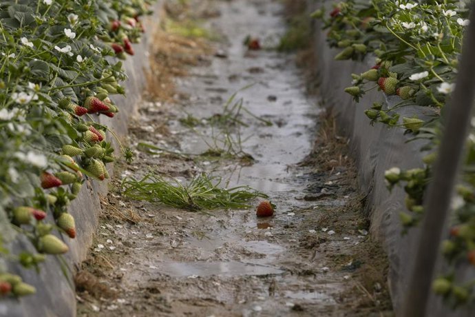 Archivo - Explotaci&oacute;n agr&iacute;cola en Moguer (Huelva) dedicada al cultivo de la fresa afectada por el temporal