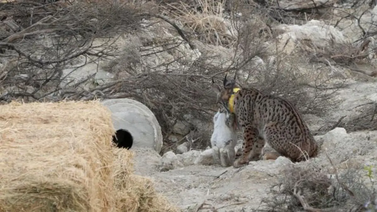 Los linces ibéricos comienzan a explorar el Valle del Ebro en Aragón por primera vez. Los linces ibéricos comienzan a explorar el Valle del Ebro en Aragón por primera vez.
