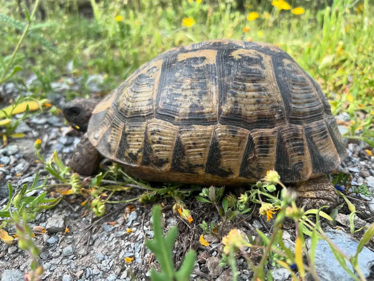 Medio Ambiente aclara que el plan de la tortuga mora no restringe la agricultura ni impone cambios