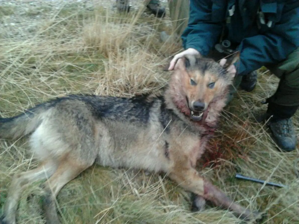 El TSJA acepta el recurso ecologista y anula el segundo plan de gestión del lobo