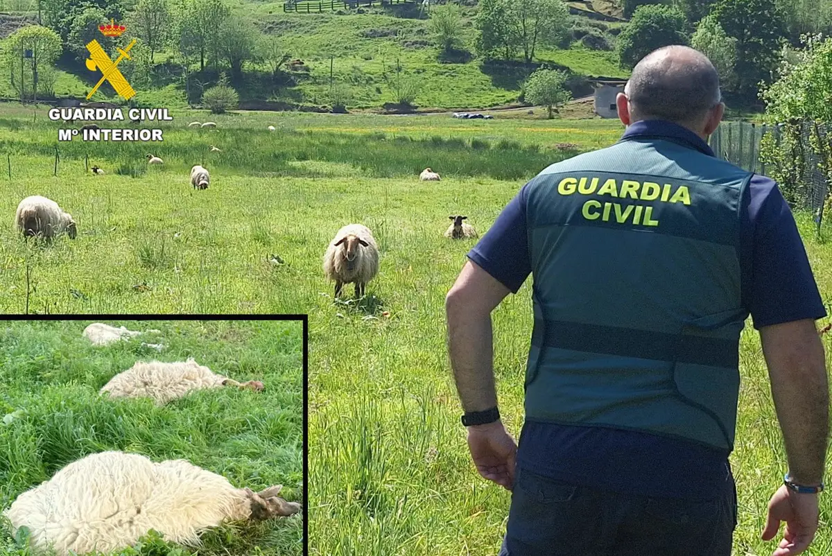 Once personas son investigadas por sacrificar ovejas sin controles sanitarios en Marina de Cudeyo